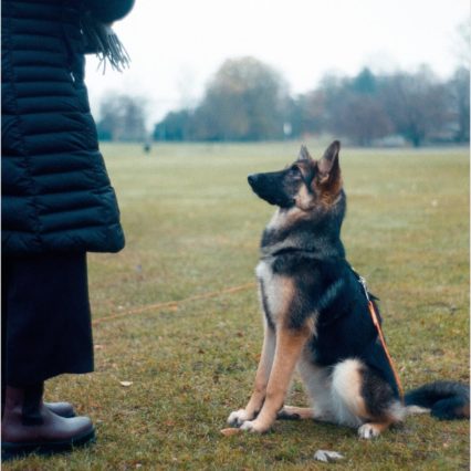Pet Sitting (Dogs)