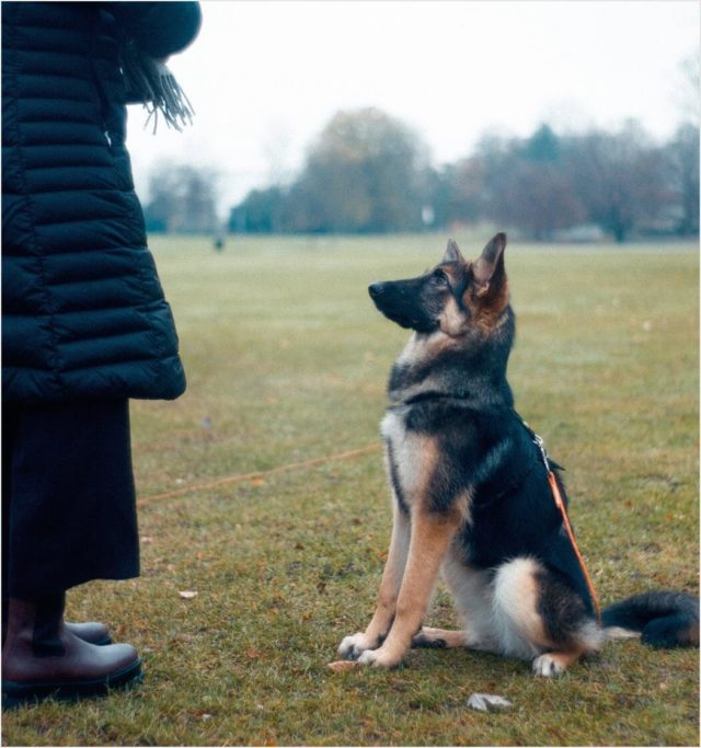 Pet Sitting (Dogs)