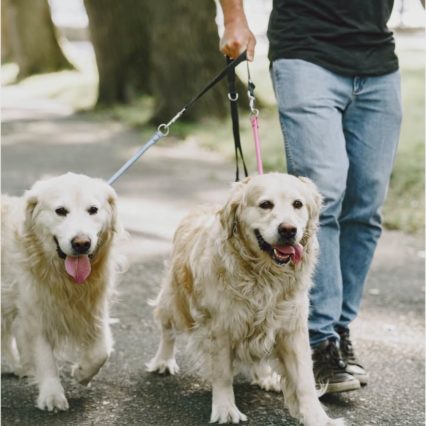 Dog walking/ Visit