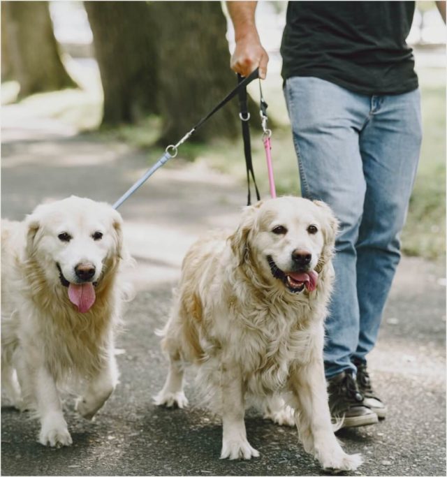 Dog walking/ Visit